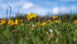 Improving existing leys through overseeding 